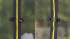 Батут Hasttings Air Game 15 ft (460 см)